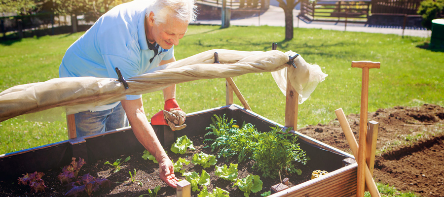 semer ses graines pour le potager