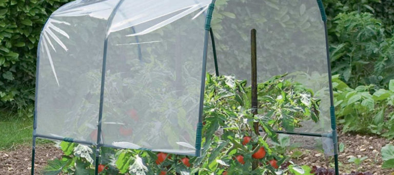 Conseils pour réussir la culture de tomates en serre